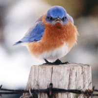 Mad Bluebird Gift Collection